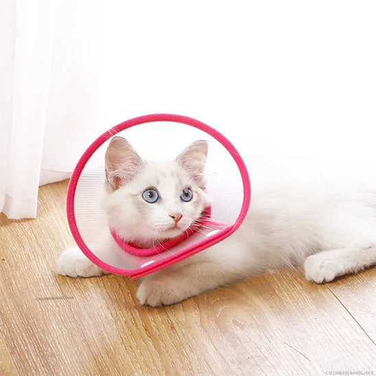 Collerette Chat rouge coucher sur plancher
