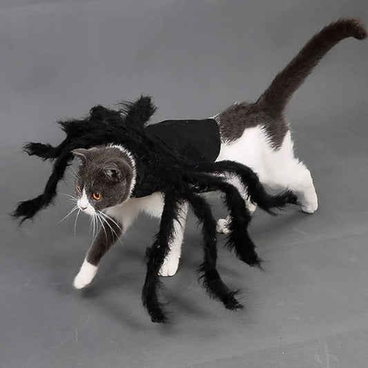 Déguisement pour chat araignée noir sur fond gris