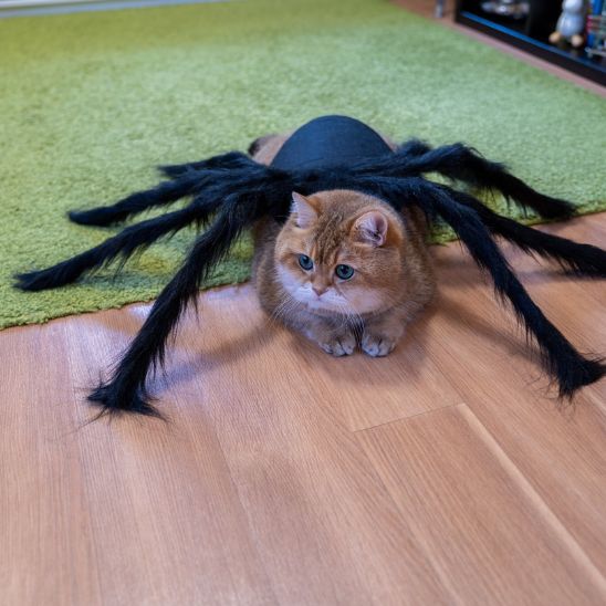 Déguisement pour chat araignée sur plancher
