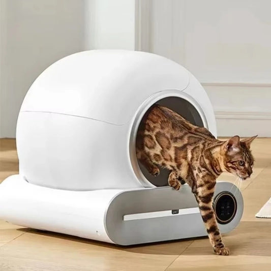 bac a litière chat sur plancher et chat sort de l'intérieur