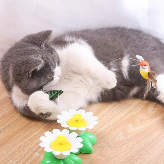 deux Jouet chat coucher joue