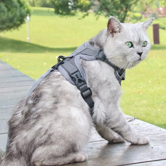Laisse pour chat | GuardPaws™