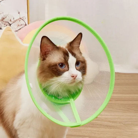 Collerette Chat couleur vert regard tourner vers gauche