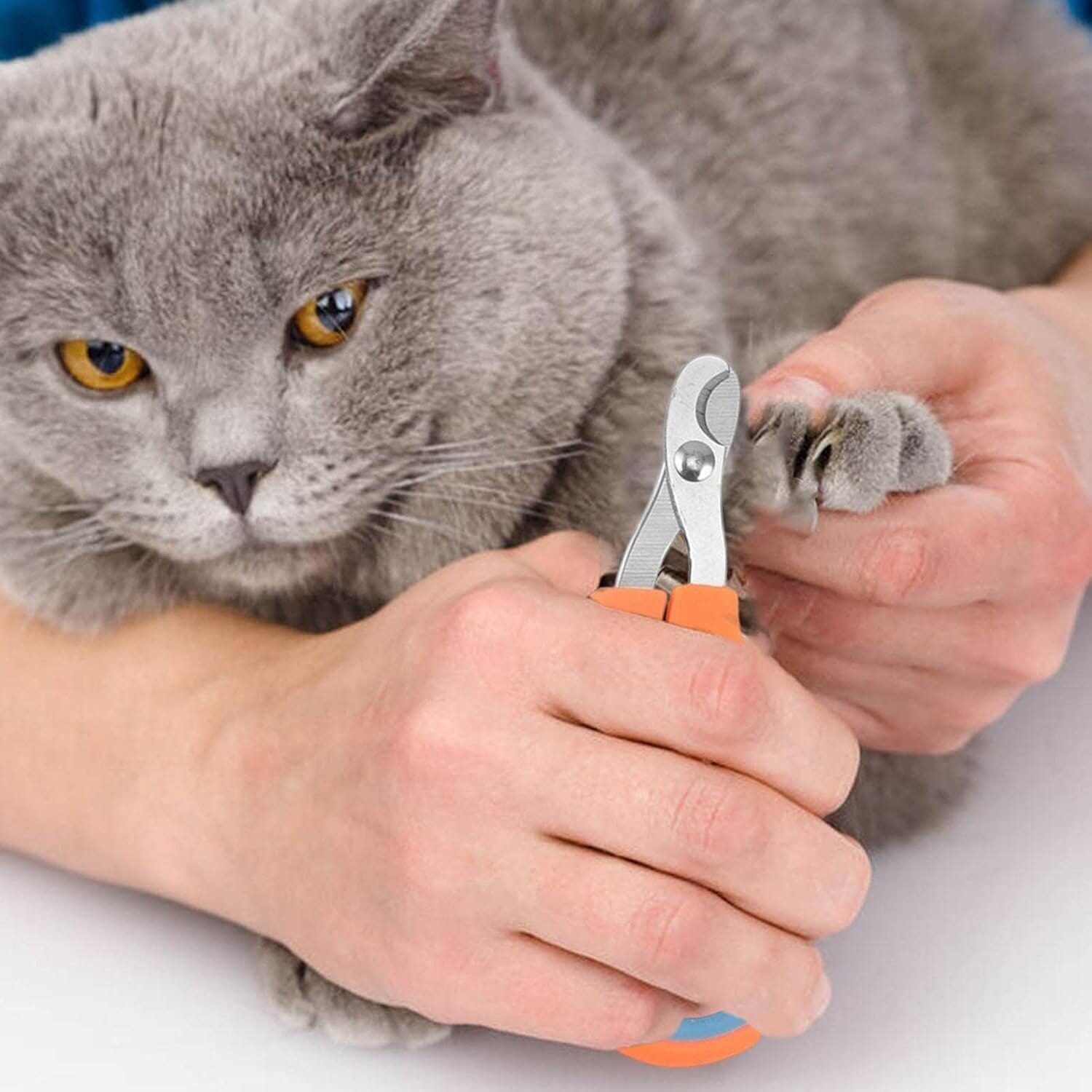 Coupe Ongle pour chat orange bleu fonction