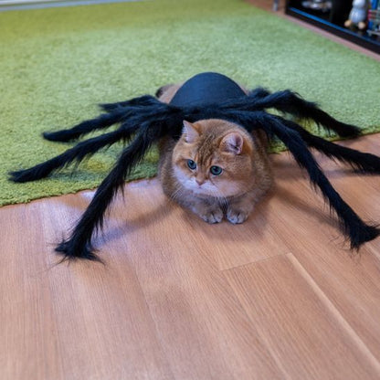 Déguisement pour chat araignée sur plancher