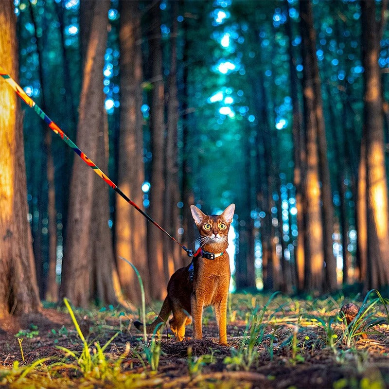harnais chat couleur dans foret