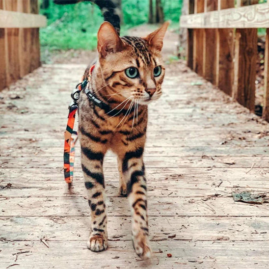 harnais chat couleur sur chemin en bois