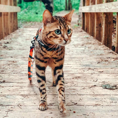 harnais chat couleur sur chemin en bois