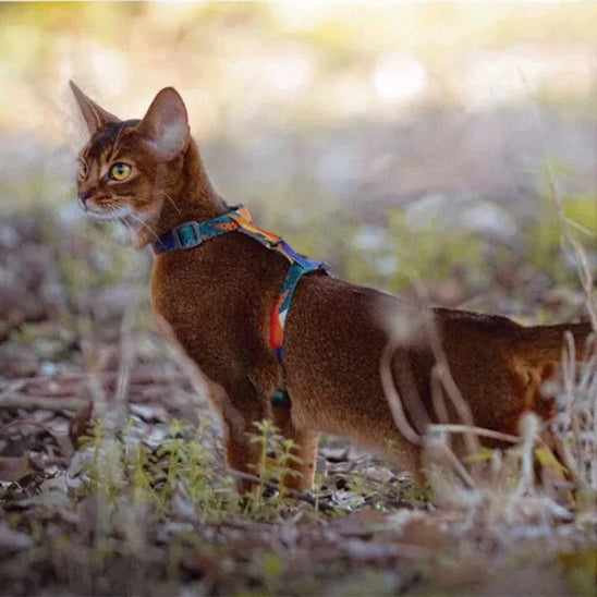 harnais chat couleur sur terre